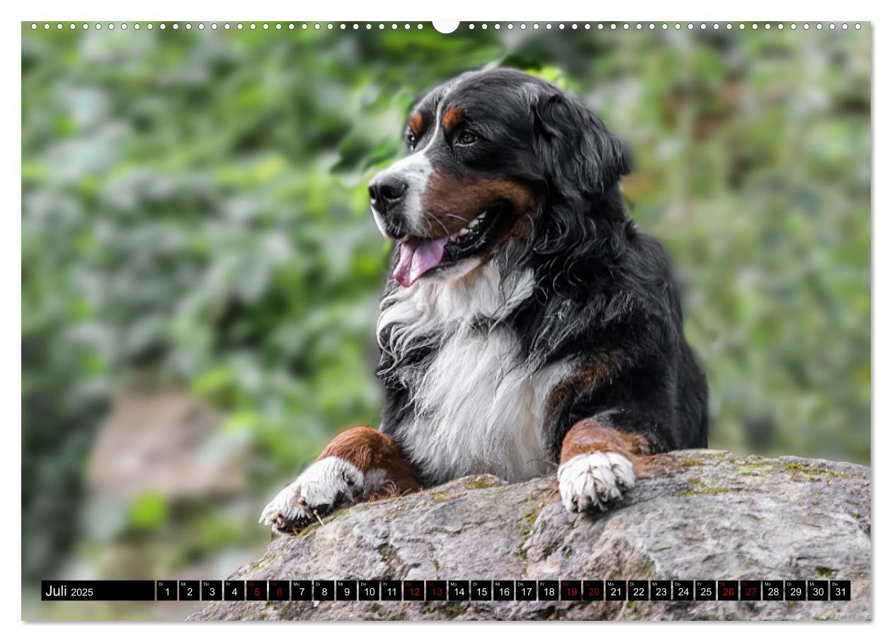 Bild: 9783457182604 | Berner Sennenhunde - Faszinierende Herzensbrecher (Wandkalender...