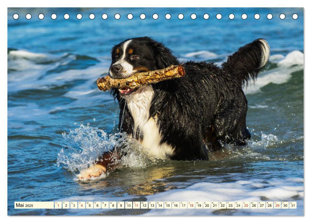 Bild: 9783435515783 | Berner Sennenhunde am Strand (Tischkalender 2025 DIN A5 quer),...