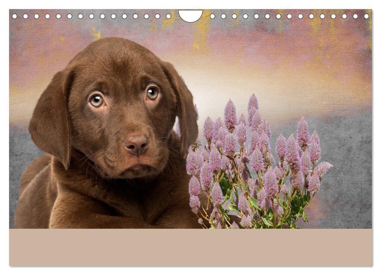 Bild: 9783435161805 | Labrador Retriever unsere Freunde (Wandkalender 2025 DIN A4 quer),...