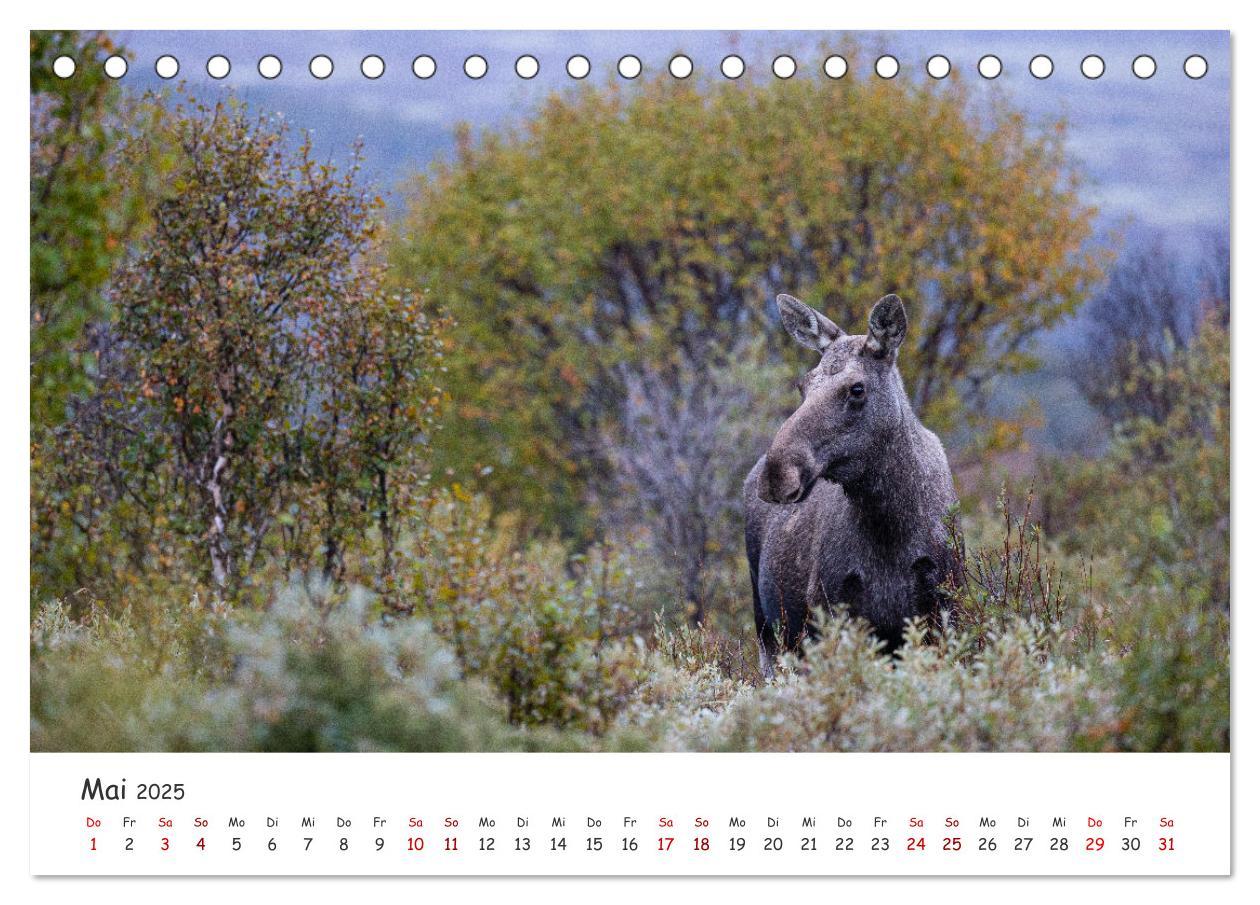 Bild: 9783383947124 | Der Elch - König der skandinavischen Wälder (Tischkalender 2025 DIN...