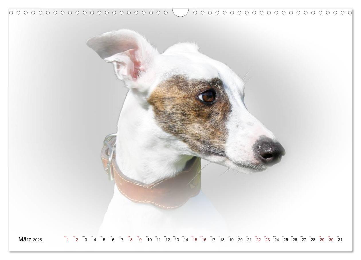 Bild: 9783383823978 | Windhund Portrait 2025 White Edition (Wandkalender 2025 DIN A3...