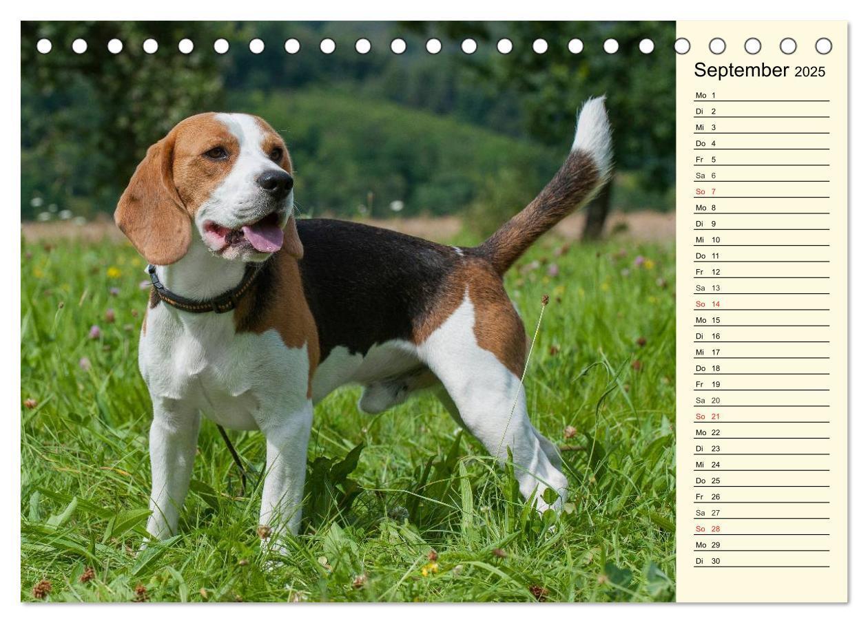 Bild: 9783435540396 | Beagle - Herz auf 4 Pfoten (Tischkalender 2025 DIN A5 quer),...