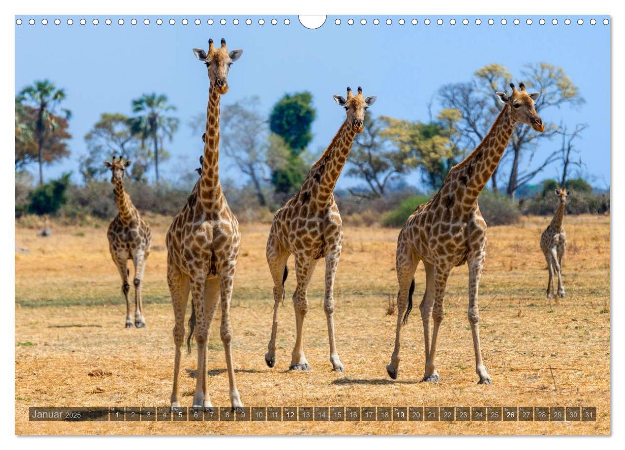 Bild: 9783435725472 | Botswana ¿ Landschaft und Tierwelt (Wandkalender 2025 DIN A3 quer),...