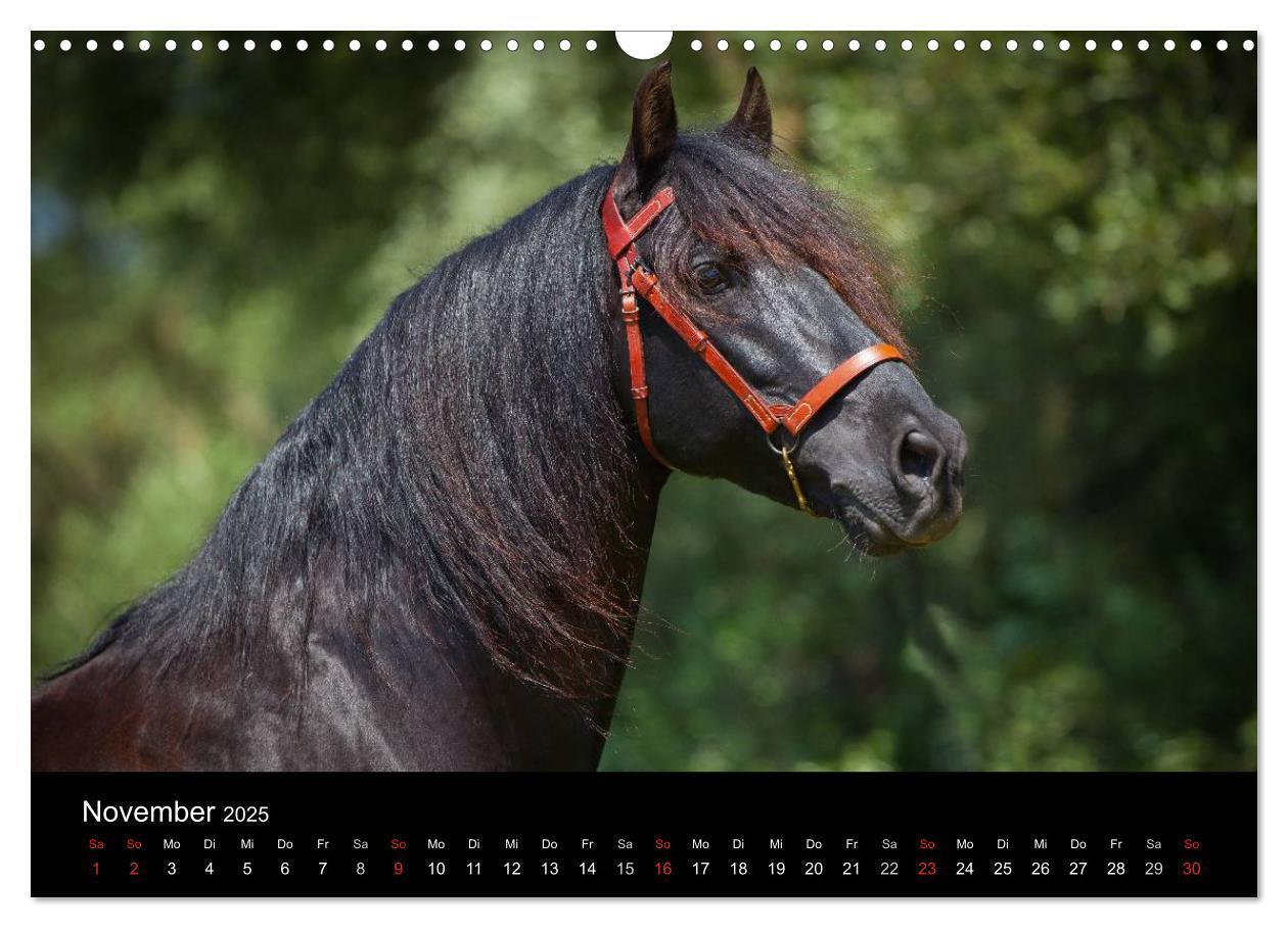 Bild: 9783435637904 | Spaniens stolze Pferde (Wandkalender 2025 DIN A3 quer), CALVENDO...