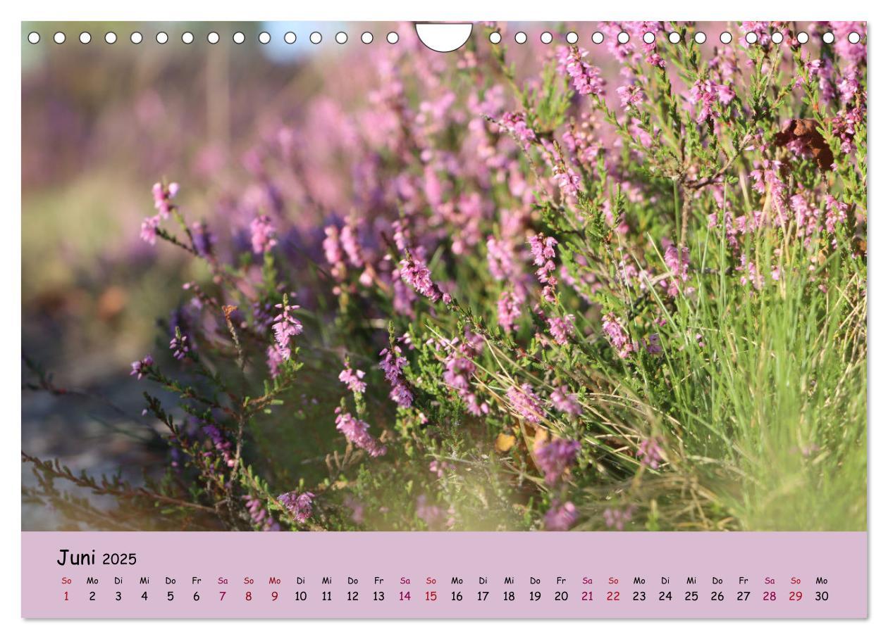 Bild: 9783435030514 | Lüneburger Heide Wege (Wandkalender 2025 DIN A4 quer), CALVENDO...