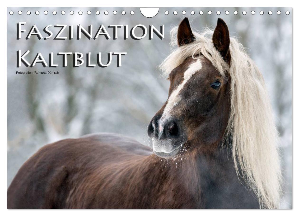 Cover: 9783435750269 | Faszination Kaltblut (Wandkalender 2025 DIN A4 quer), CALVENDO...