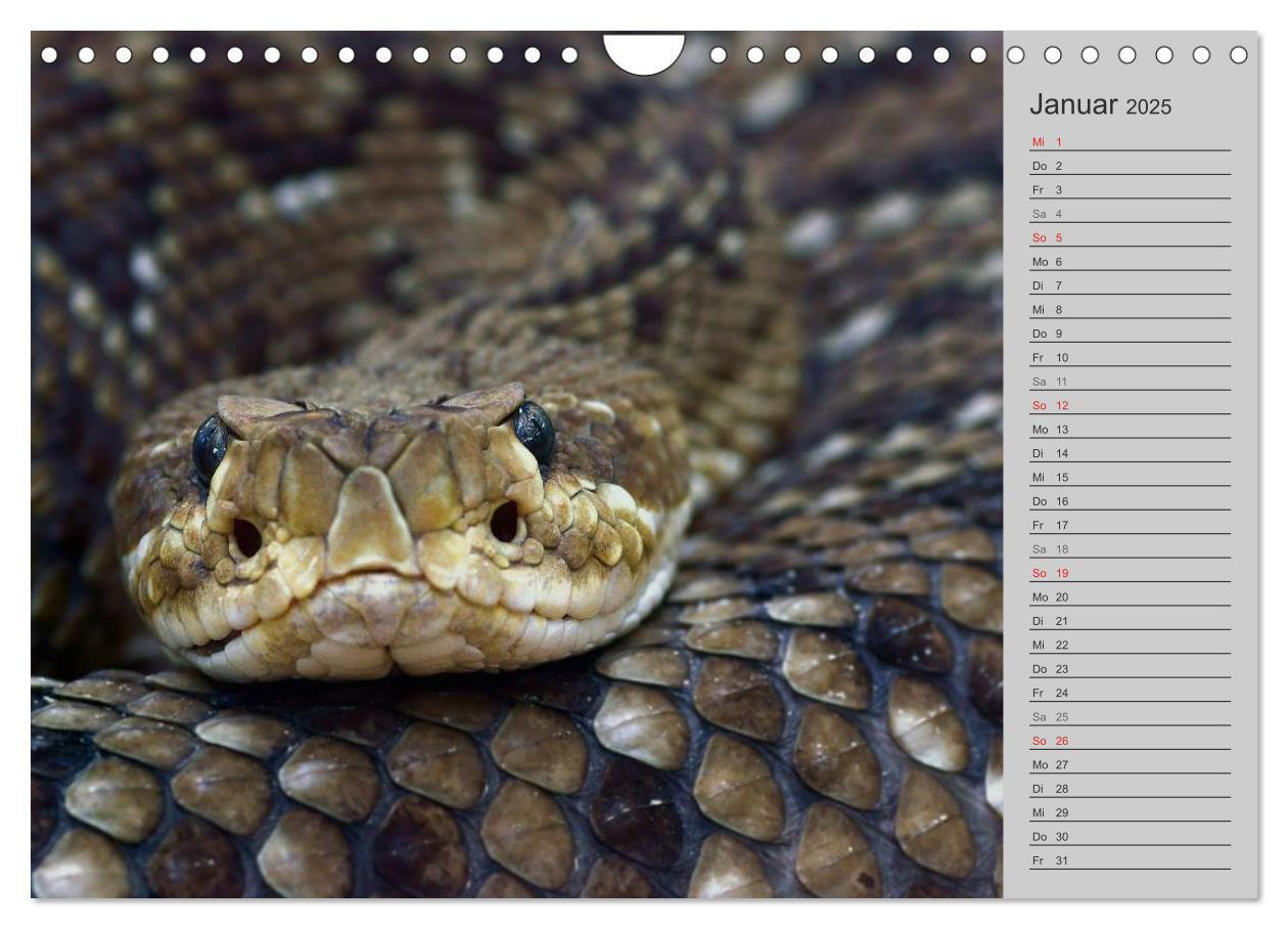 Bild: 9783435578764 | Schlangen und Co. - Faszination pur (Wandkalender 2025 DIN A4...