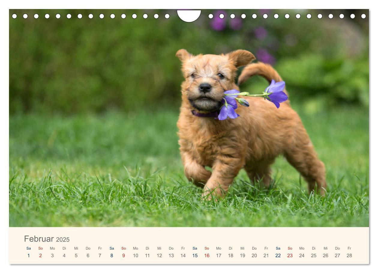 Bild: 9783435427901 | IRISH SOFT COATED WHEATEN TERRIER 2025 (Wandkalender 2025 DIN A4...