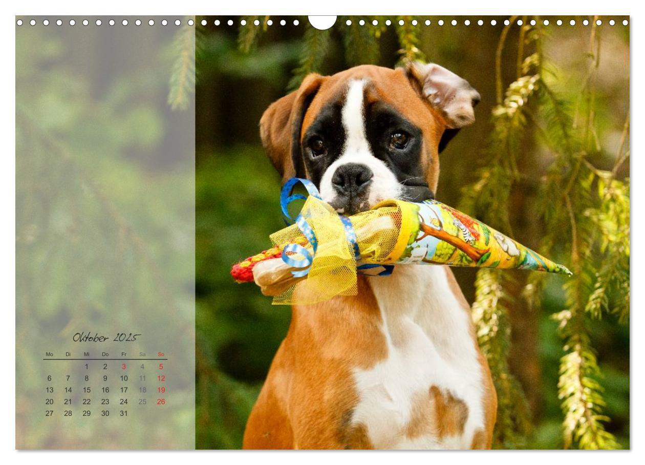 Bild: 9783435822980 | Deutscher Boxer 2025 (Wandkalender 2025 DIN A3 quer), CALVENDO...