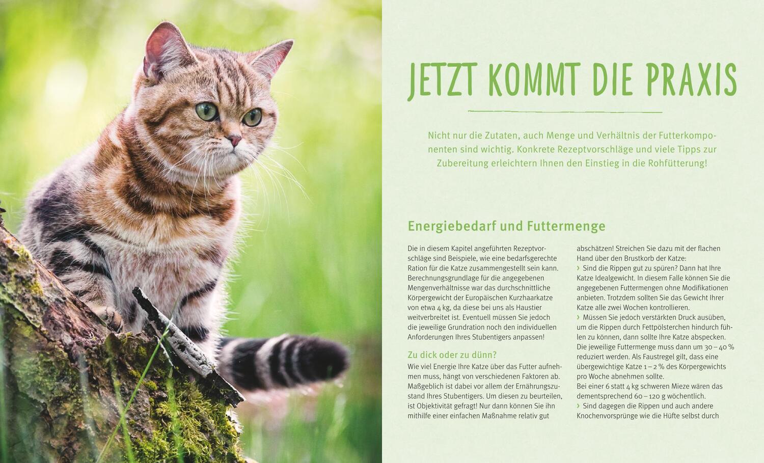 Bild: 9783833834653 | BARF für Katzen | Kleine Tiger gesund ernähren | Natalie Dillitzer