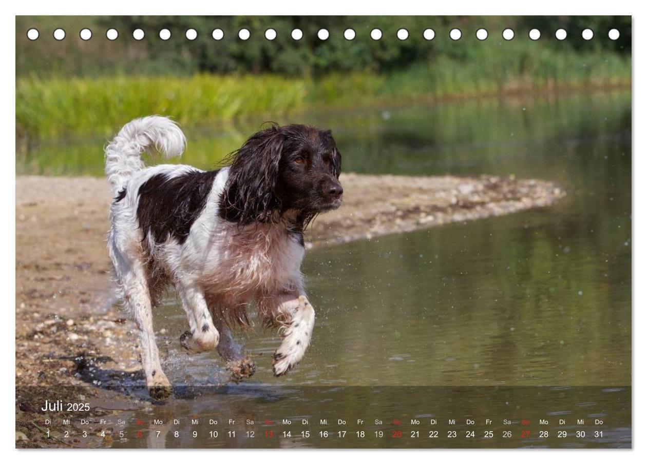 Bild: 9783435628728 | Kleiner Münsterländer Vorstehhund (Tischkalender 2025 DIN A5 quer),...