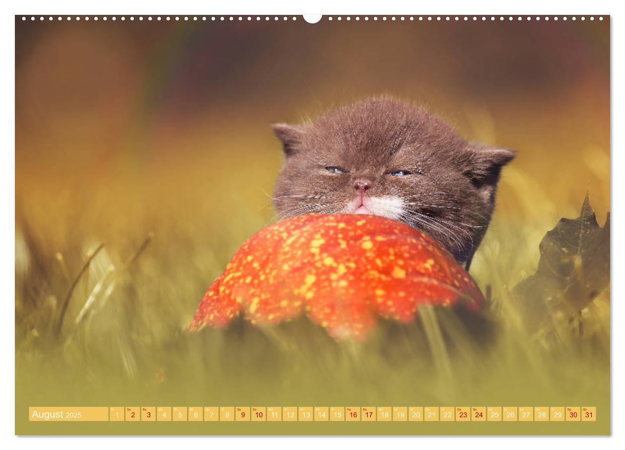 Bild: 9783435340941 | Katzenkinder - Britisch Kurzhaar (Wandkalender 2025 DIN A2 quer),...