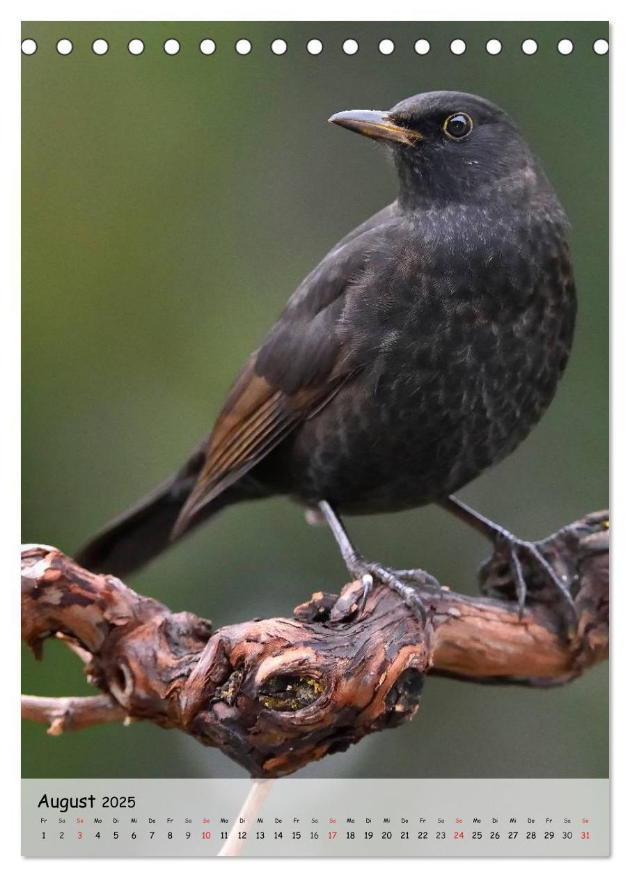 Bild: 9783457042922 | Vögel im heimischen Garten (Tischkalender 2025 DIN A5 hoch),...