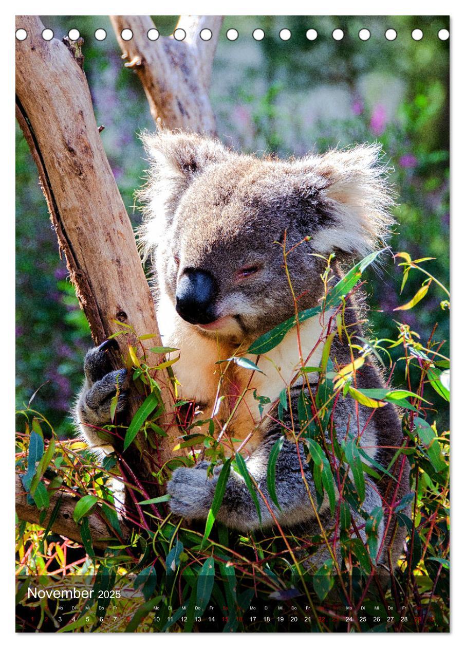 Bild: 9783435910946 | Koalas auf den Pelz gerückt (Tischkalender 2025 DIN A5 hoch),...