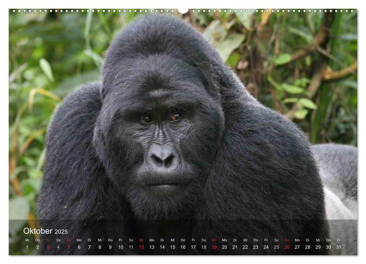 Bild: 9783435623549 | Menschenaffen. Gorillas, Schimpansen, Orang-Utans (Wandkalender...