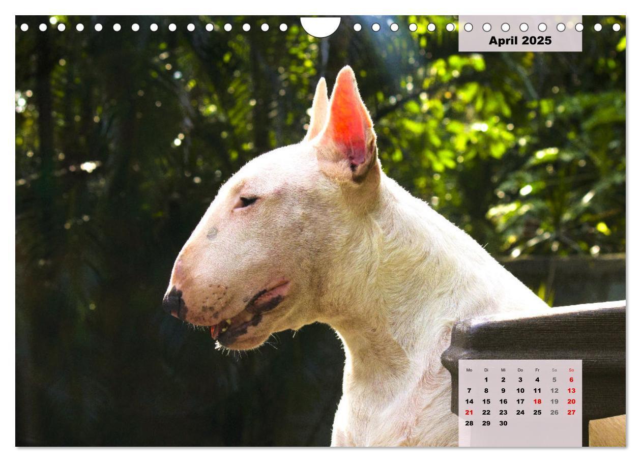 Bild: 9783383947438 | Bullterrier. Freudiges Wesen und Charakter (Wandkalender 2025 DIN...