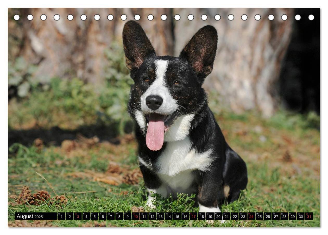 Bild: 9783435669868 | Welsh Corgi - Kobold auf 4 Pfoten (Tischkalender 2025 DIN A5 quer),...