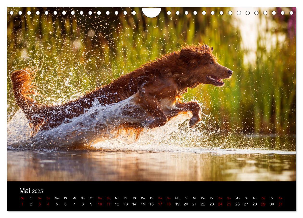 Bild: 9783435392919 | Toller - Nova Scotia Duck Tolling Retriever (Wandkalender 2025 DIN...