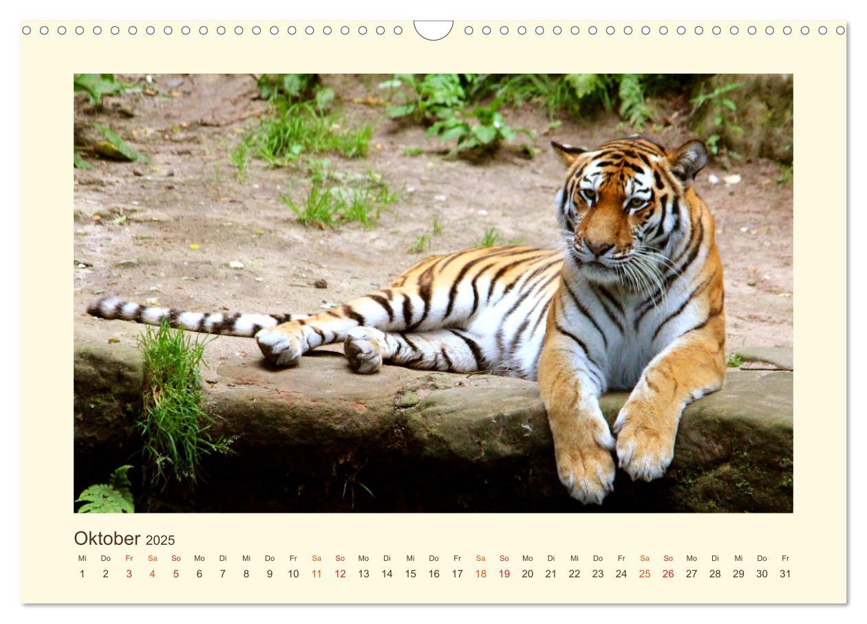 Bild: 9783435449033 | Sibirische Tigerportraits (Wandkalender 2025 DIN A3 quer), CALVENDO...