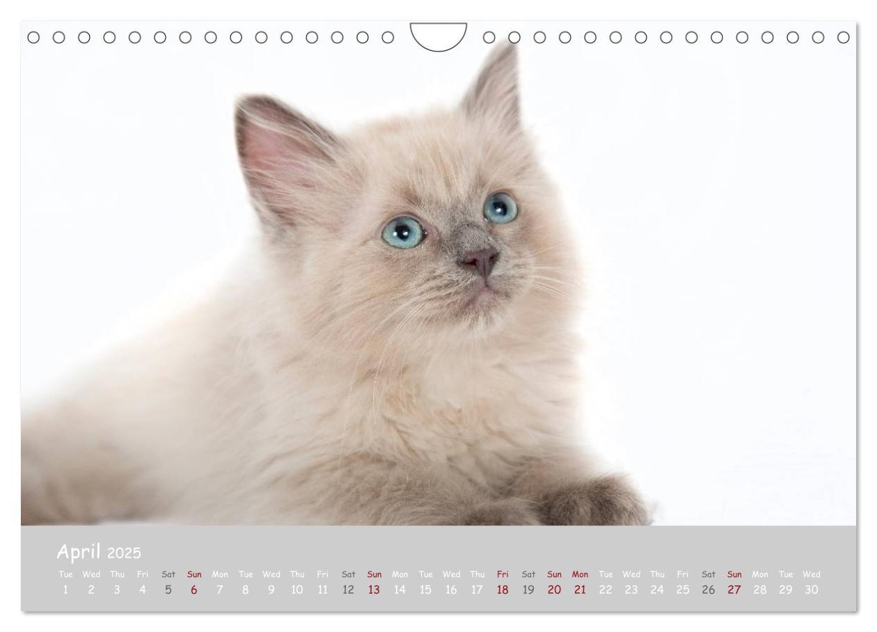 Bild: 9781325962532 | Amazing Ragdoll Kittens (Wall Calendar 2025 DIN A4 landscape),...