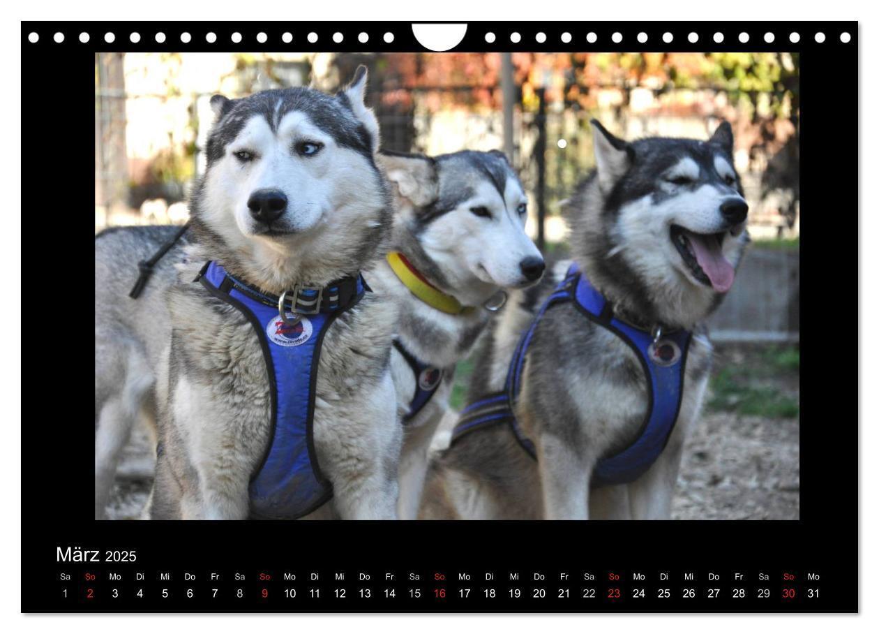 Bild: 9783435837649 | Husky-Kalender (Wandkalender 2025 DIN A4 quer), CALVENDO...