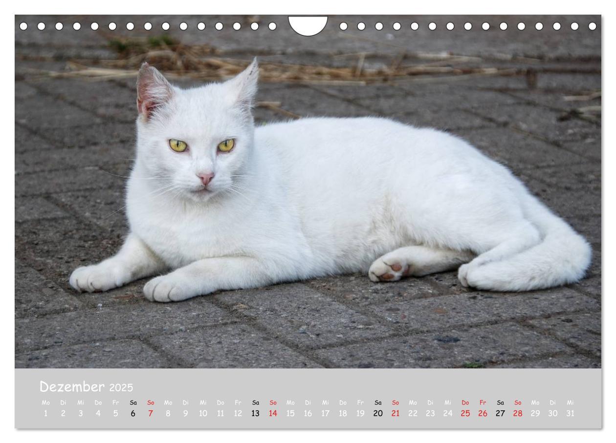 Bild: 9783435787975 | Katzen des Südens (Wandkalender 2025 DIN A4 quer), CALVENDO...