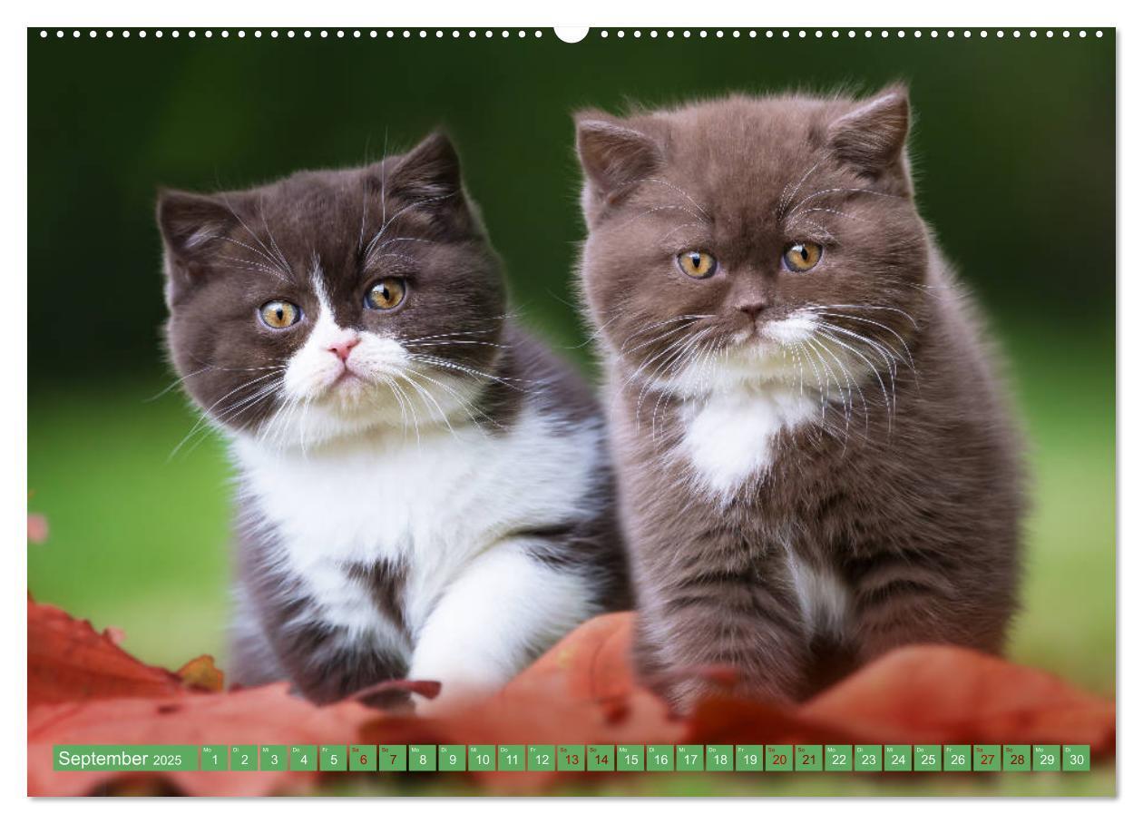 Bild: 9783435340941 | Katzenkinder - Britisch Kurzhaar (Wandkalender 2025 DIN A2 quer),...