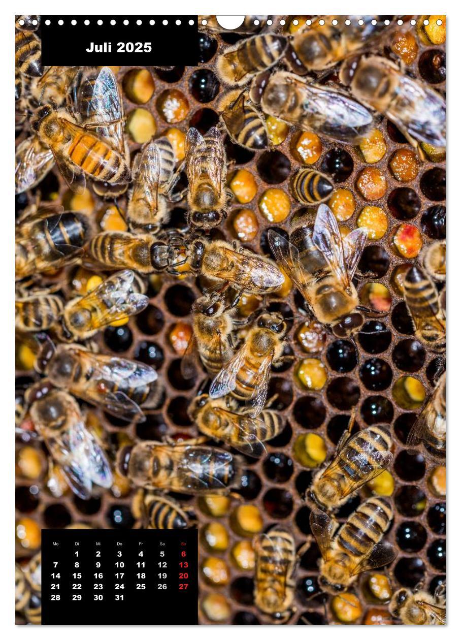 Bild: 9783457038383 | Bienen in ihrem geheimen Reich (Wandkalender 2025 DIN A3 hoch),...