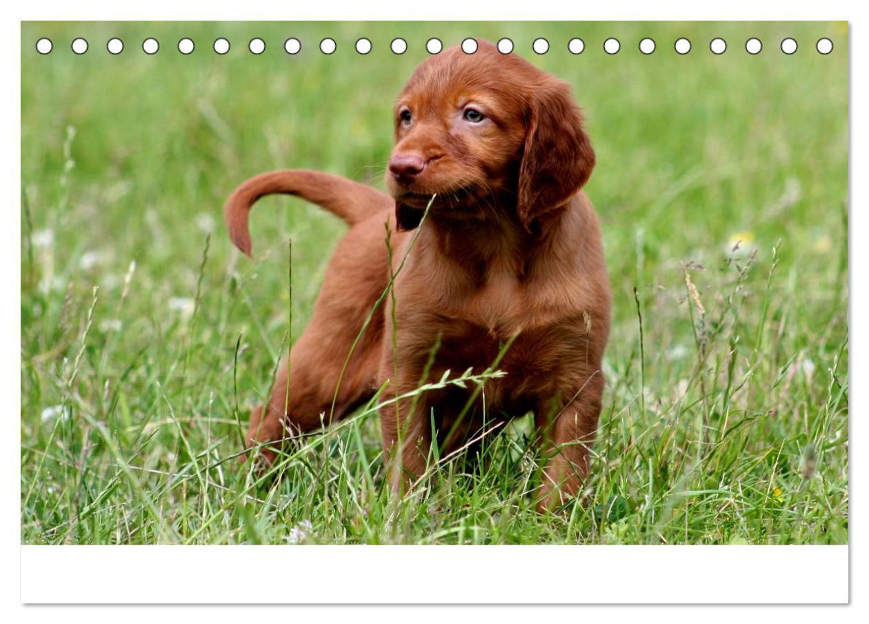 Bild: 9783435765348 | Magyar Vizsla Welpen (Tischkalender 2025 DIN A5 quer), CALVENDO...