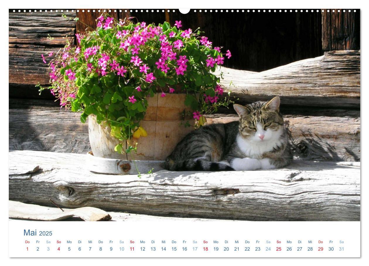 Bild: 9783435493630 | Tierisches Leben auf dem Bauernhof 2025 (Wandkalender 2025 DIN A2...