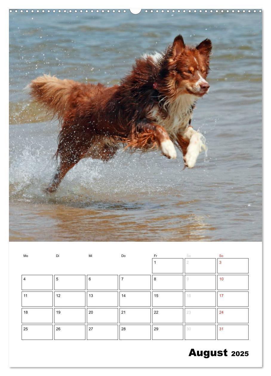 Bild: 9783457079805 | Australian Shepherd (Wandkalender 2025 DIN A2 hoch), CALVENDO...