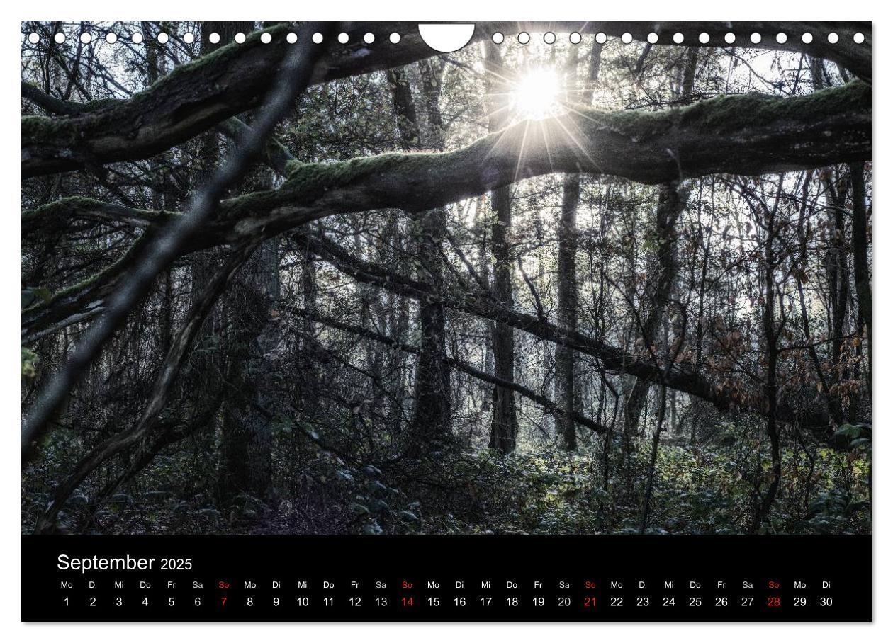 Bild: 9783435501502 | Mystische Wälder (Wandkalender 2025 DIN A4 quer), CALVENDO...