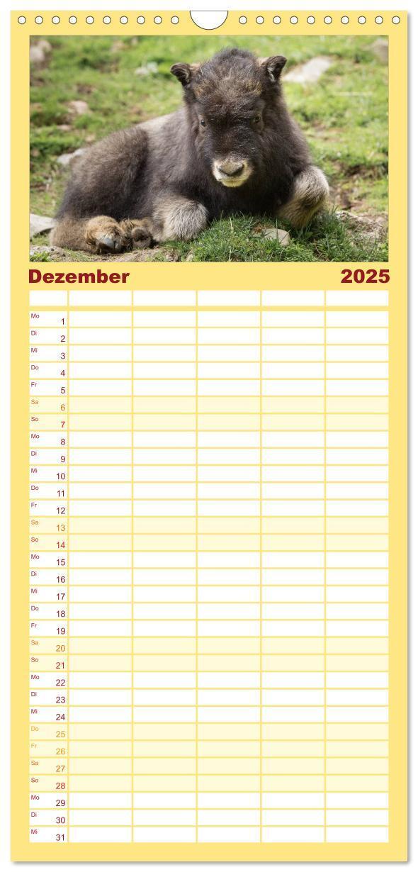 Bild: 9783457115589 | Familienplaner 2025 - Tierbabys 2025 mit 5 Spalten (Wandkalender,...