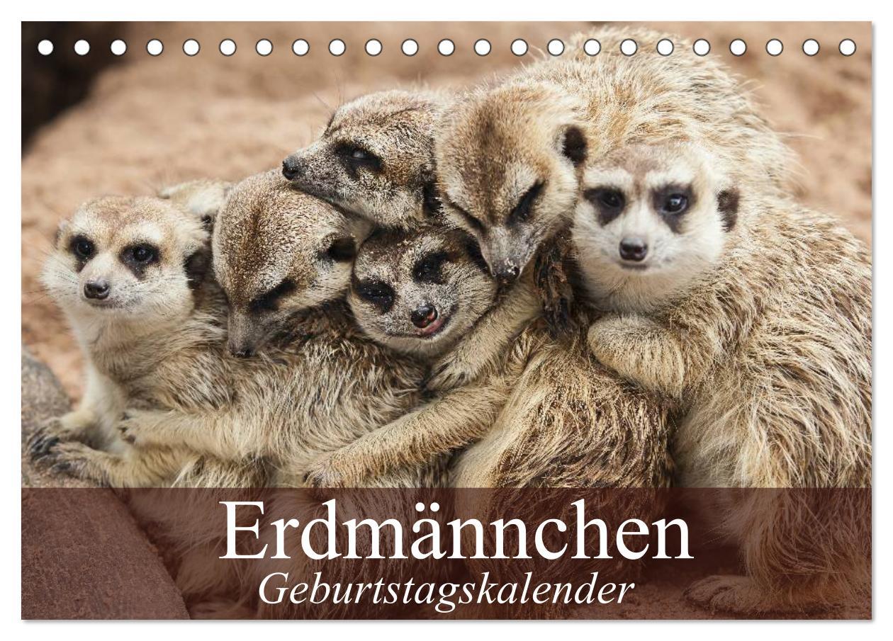 Cover: 9783435671793 | Erdmännchen (Tischkalender 2025 DIN A5 quer), CALVENDO Monatskalender