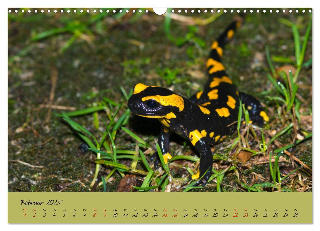 Bild: 9783435172849 | Feuersalamander - Liebenswerte Heimlichtuer (Wandkalender 2025 DIN...