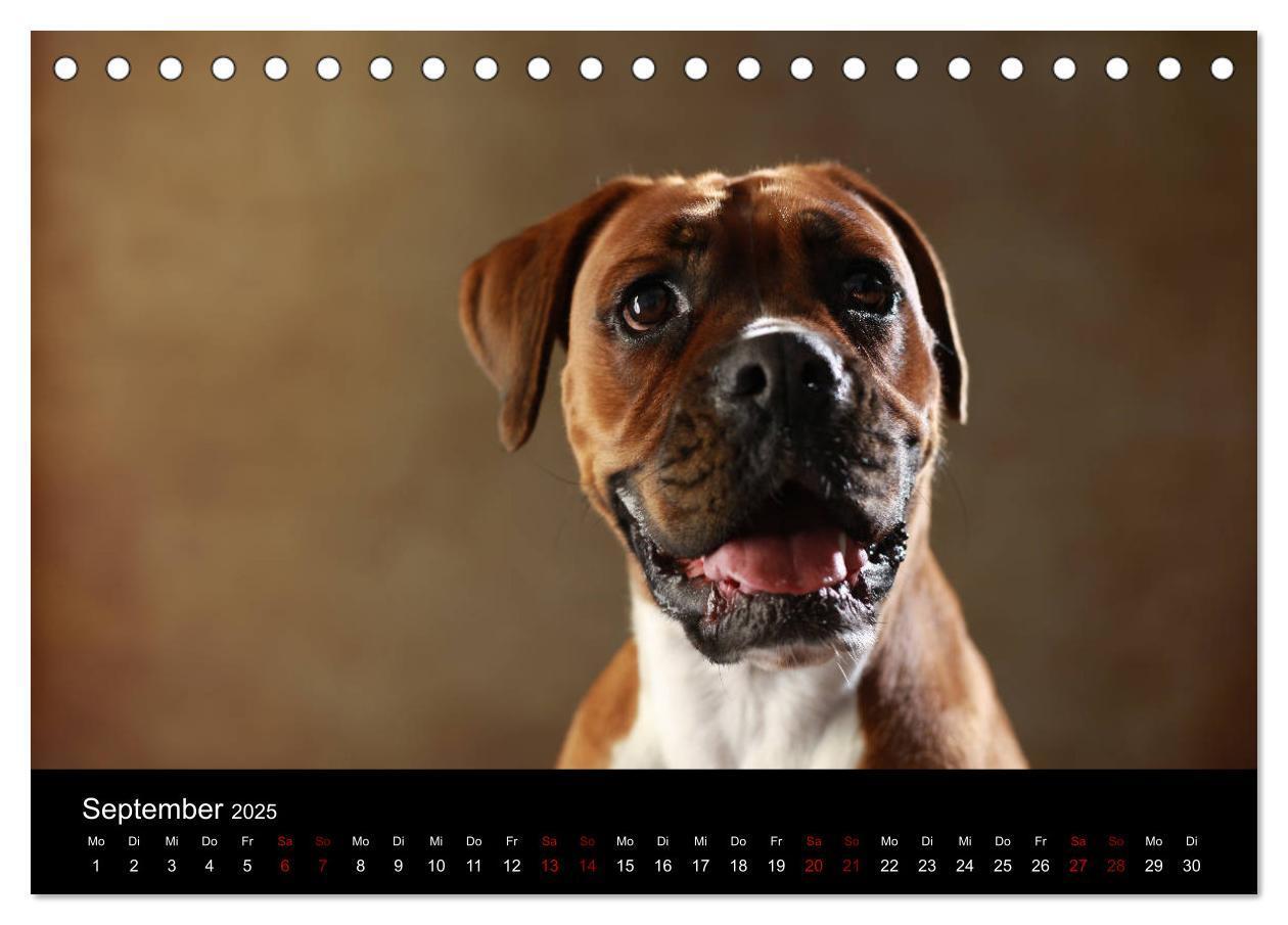 Bild: 9783435435494 | Liebenswerte Boxer (Tischkalender 2025 DIN A5 quer), CALVENDO...