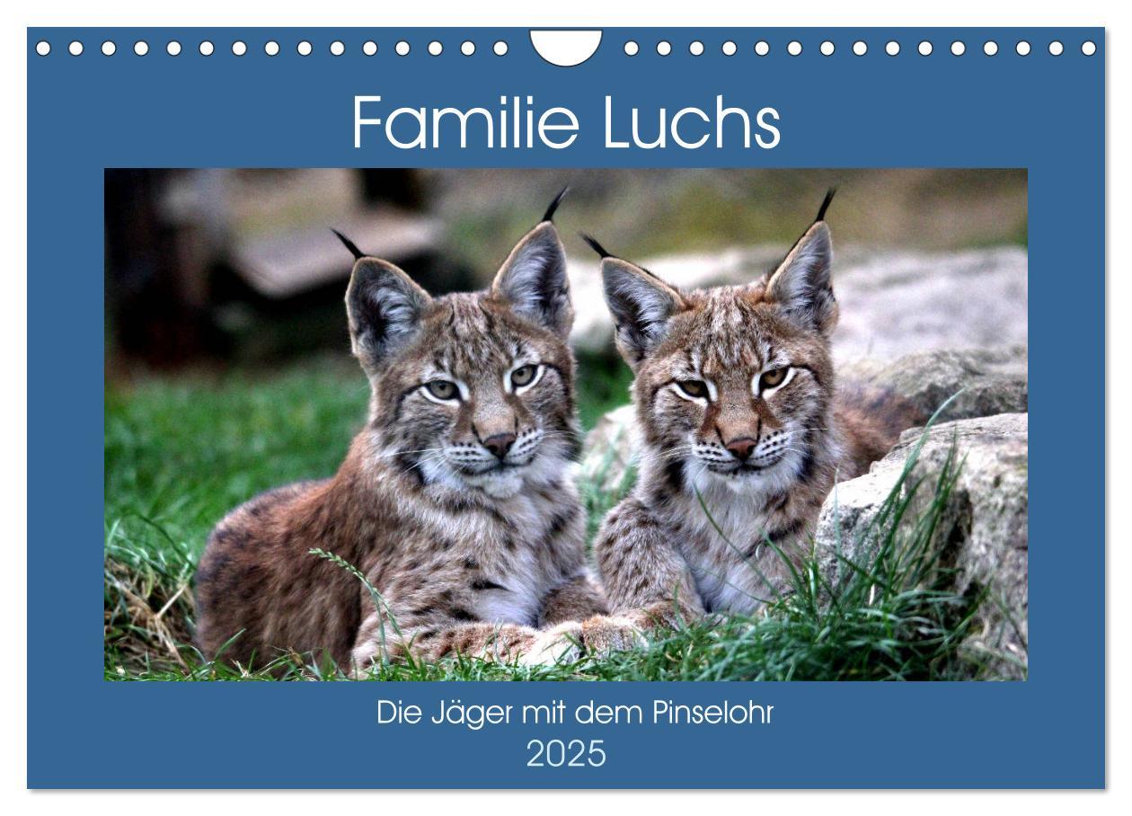 Cover: 9783435420773 | Familie Luchs - Die Jäger mit dem Pinselohr (Wandkalender 2025 DIN...