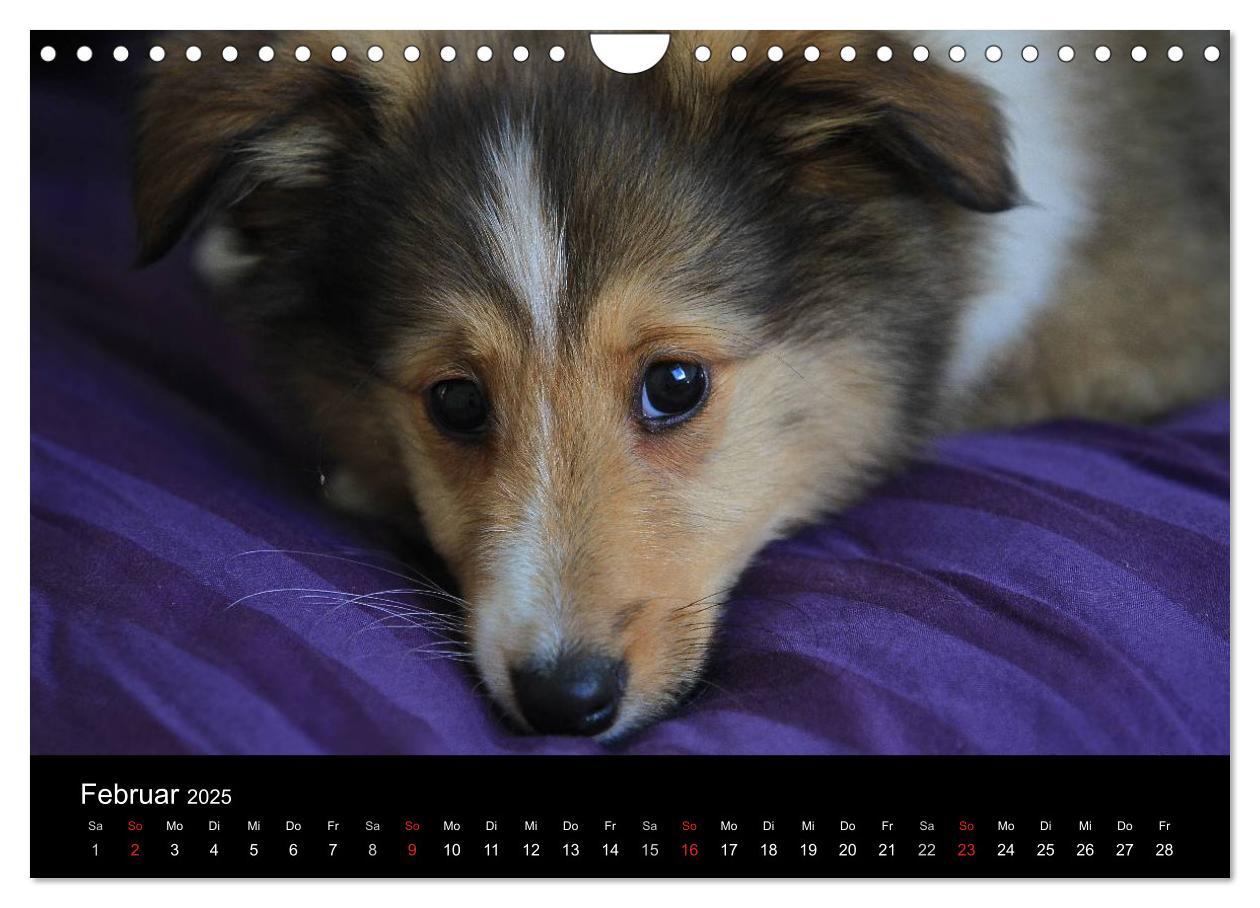 Bild: 9783435752720 | Shelties 2025 (Wandkalender 2025 DIN A4 quer), CALVENDO Monatskalender