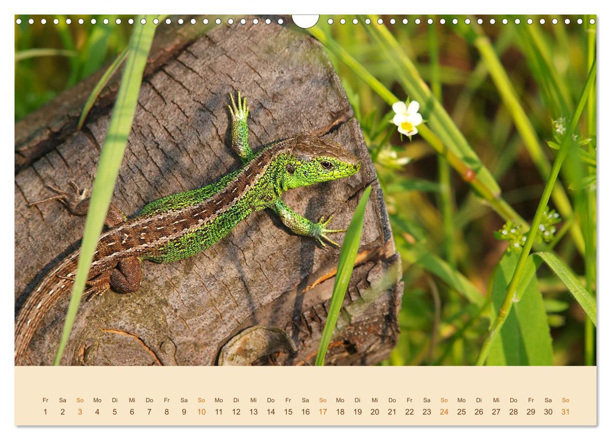 Bild: 9783435099108 | Eidechsen Europas (Wandkalender 2025 DIN A3 quer), CALVENDO...