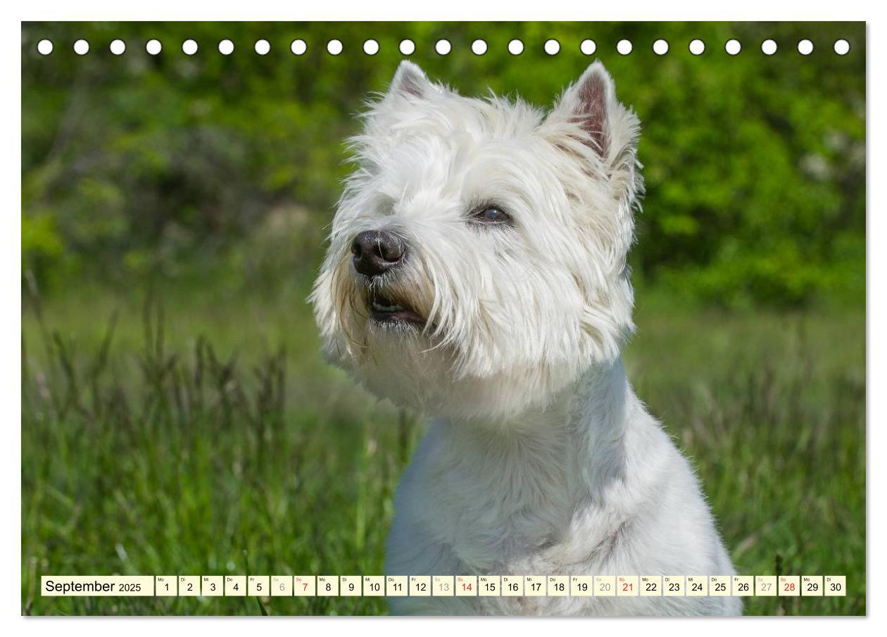 Bild: 9783435461714 | Kobold auf 4 Pfoten - West Highland White Terrier (Tischkalender...