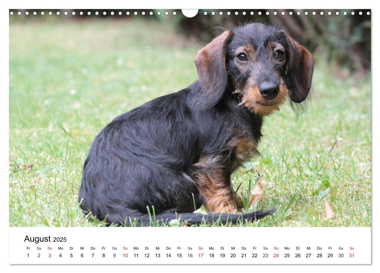 Bild: 9783435172856 | Ein Dackelkind blickt zurück (Wandkalender 2025 DIN A3 quer),...