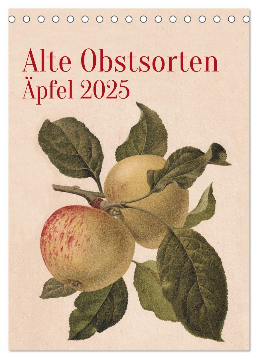 Cover: 9783457204443 | Alte Obstsorten - Äpfel 2025 (Tischkalender 2025 DIN A5 hoch),...