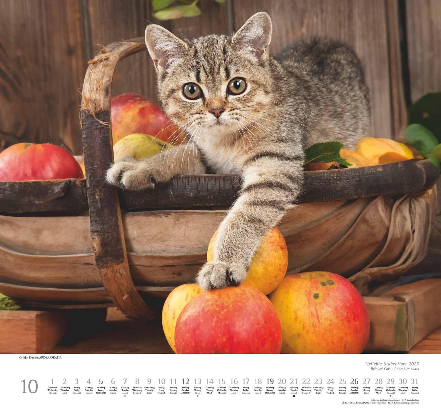 Bild: 4250809652498 | Geliebte Stubentiger 2025 - DUMONT Wandkalender - mit den...