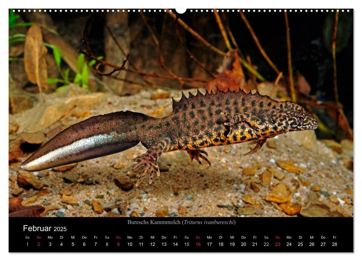 Bild: 9783435771837 | Salamander und Molche (Wandkalender 2025 DIN A2 quer), CALVENDO...