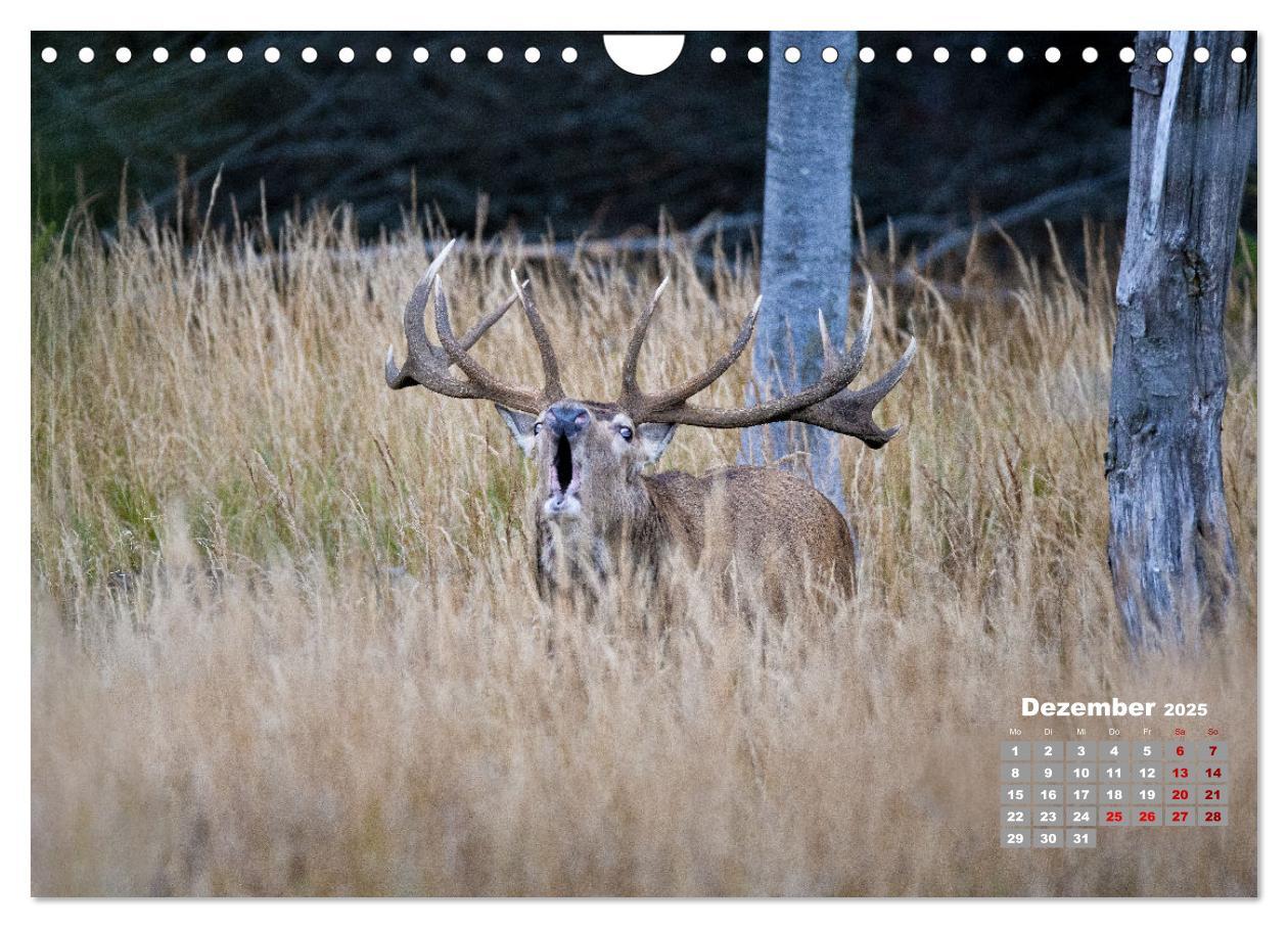 Bild: 9783435004065 | Krafttier Hirsch (Wandkalender 2025 DIN A4 quer), CALVENDO...