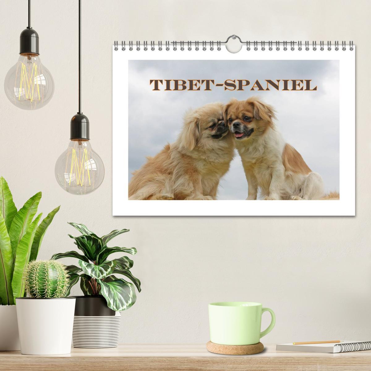 Bild: 9783435681570 | Tibet-Spaniel (Wandkalender 2025 DIN A4 quer), CALVENDO Monatskalender