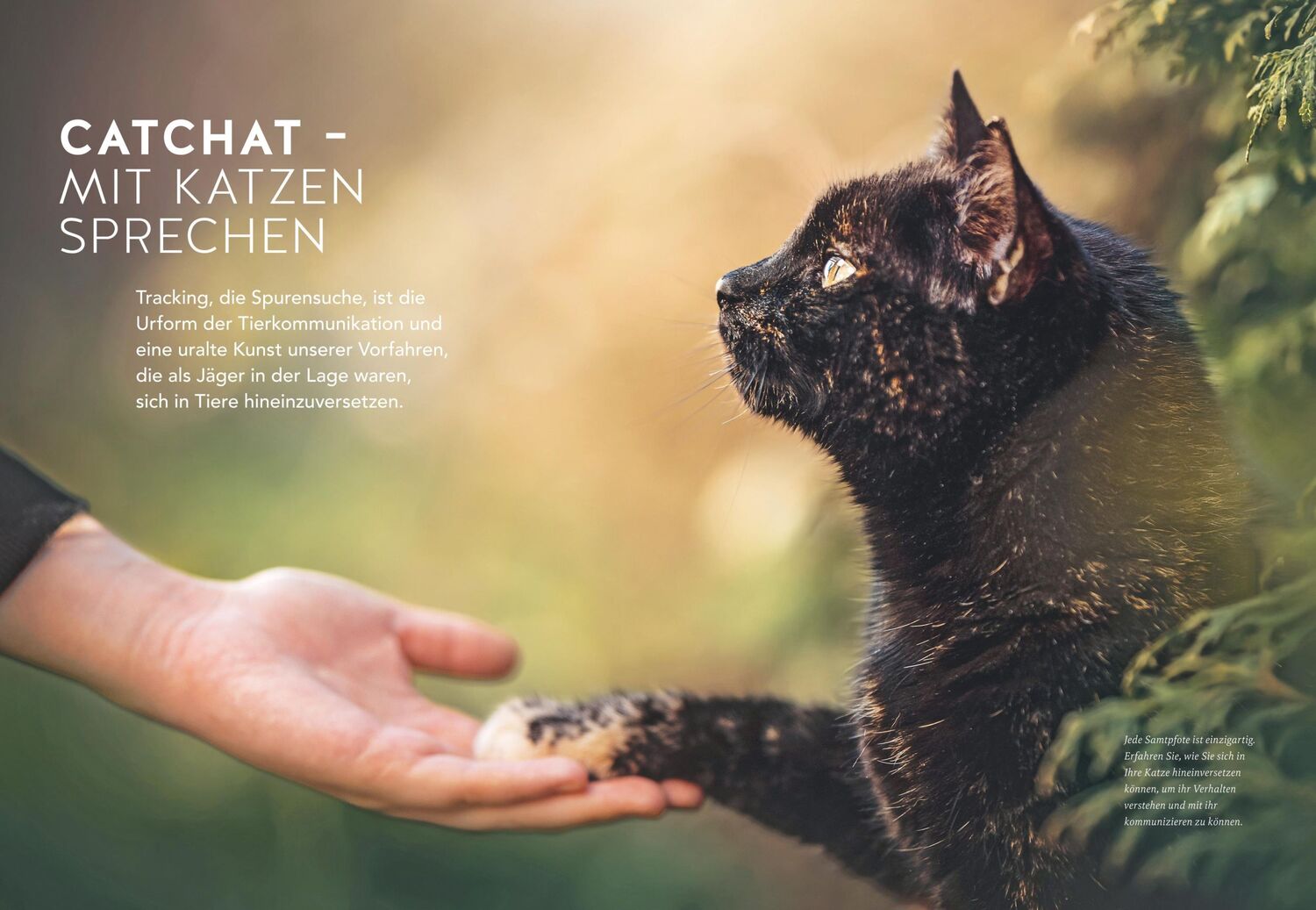 Bild: 9783833887895 | Was will mir meine Katze sagen? | Helke Brandt | Buch | 192 S. | 2023