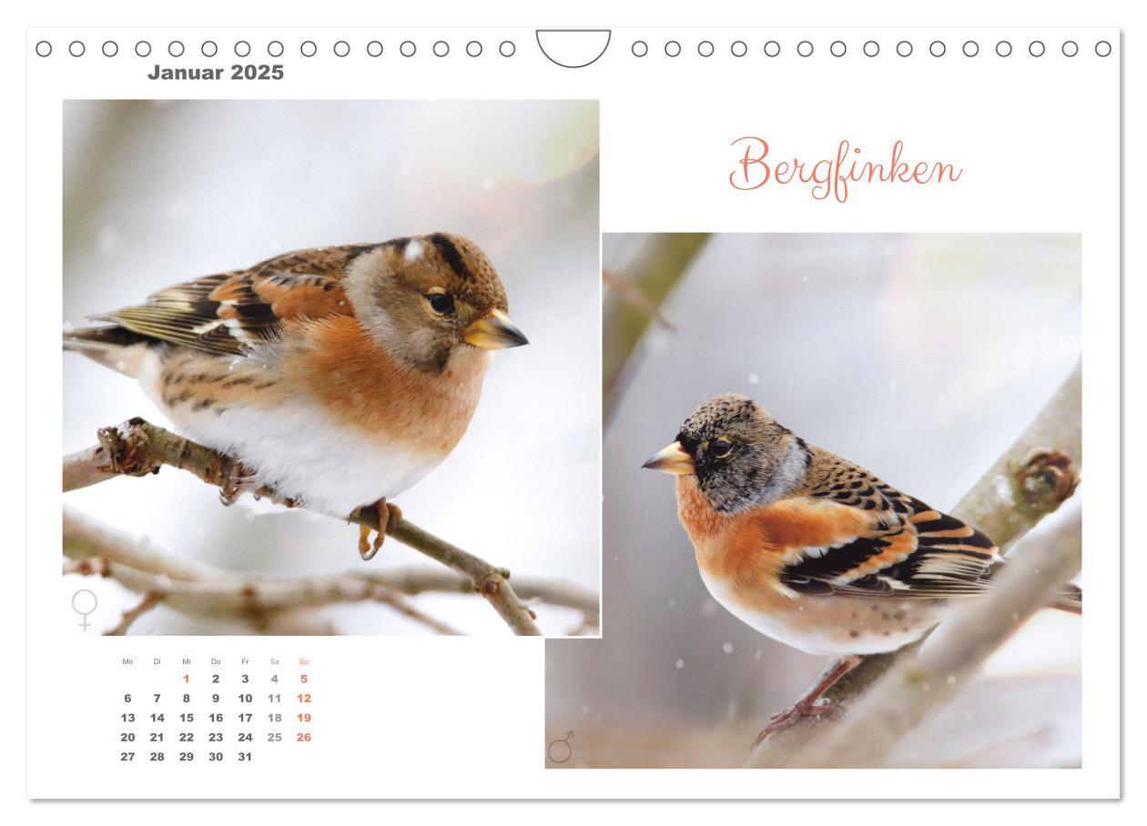 Bild: 9783435060269 | Vogel-Pärchen (Wandkalender 2025 DIN A4 quer), CALVENDO Monatskalender