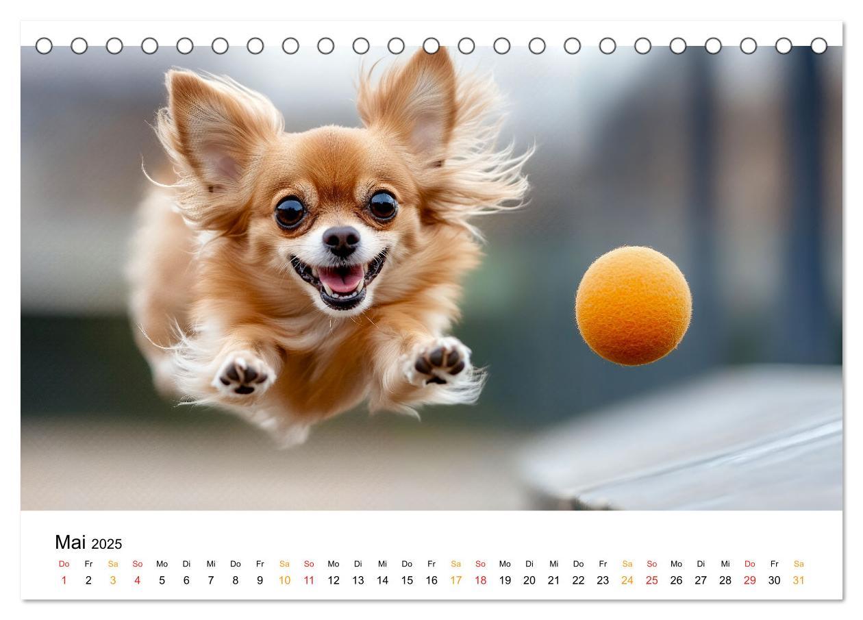 Bild: 9783457237106 | Chihuahua - kleine Energiebündel (Tischkalender 2025 DIN A5 quer),...