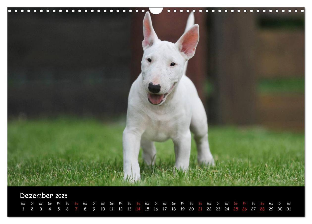 Bild: 9783435768462 | Bullterrier (Wandkalender 2025 DIN A3 quer), CALVENDO Monatskalender